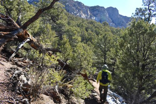 a hiker descends a partially snow-covered trail through small pine trees as he hikes toward large mountains